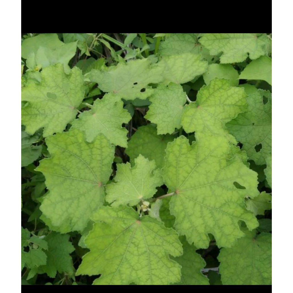 

termurah daun pulutan /daun pungpulutan 1kg murah daun herbal banyak manfaat nya