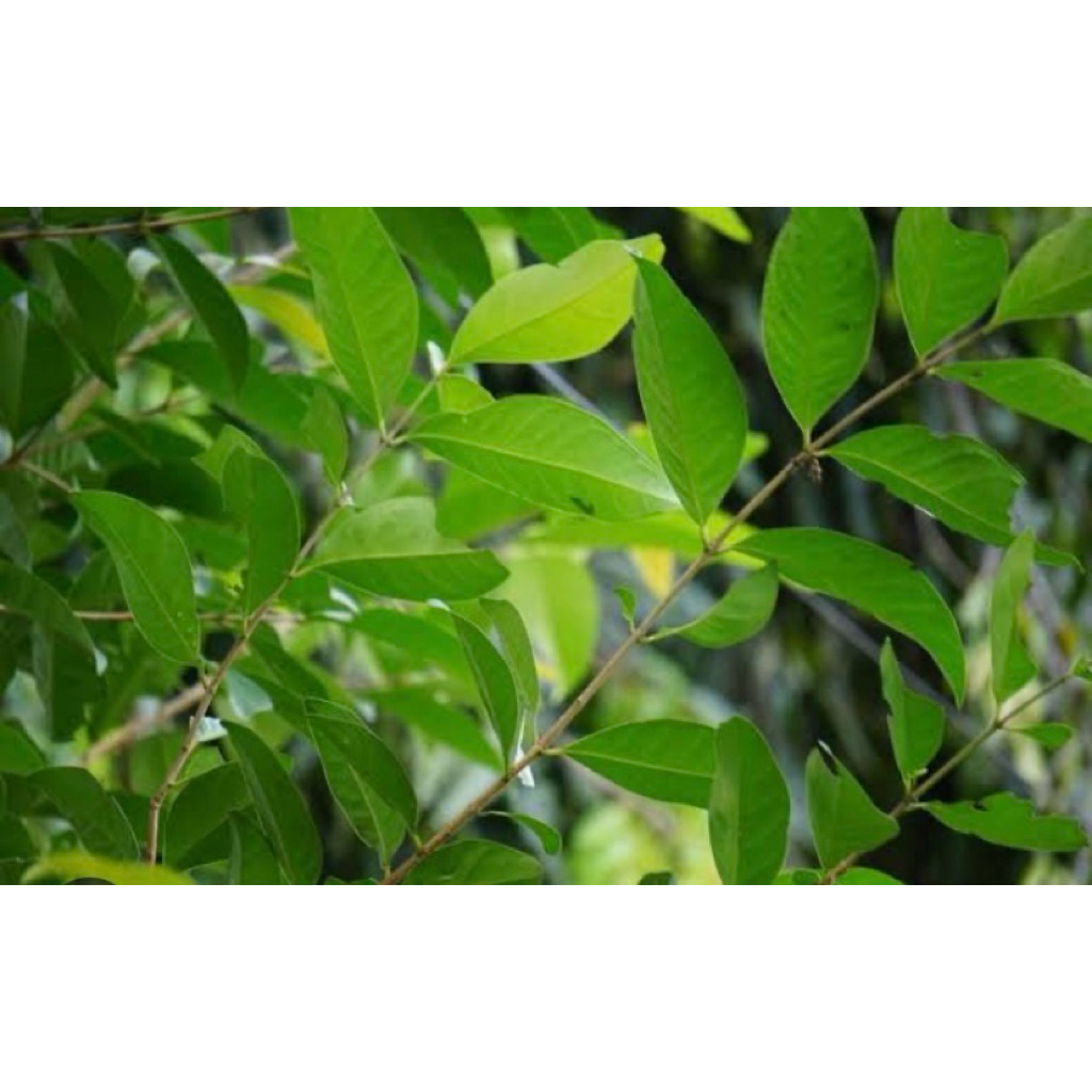 

Daun salam segar pres alami petik langsung paket per 250grm