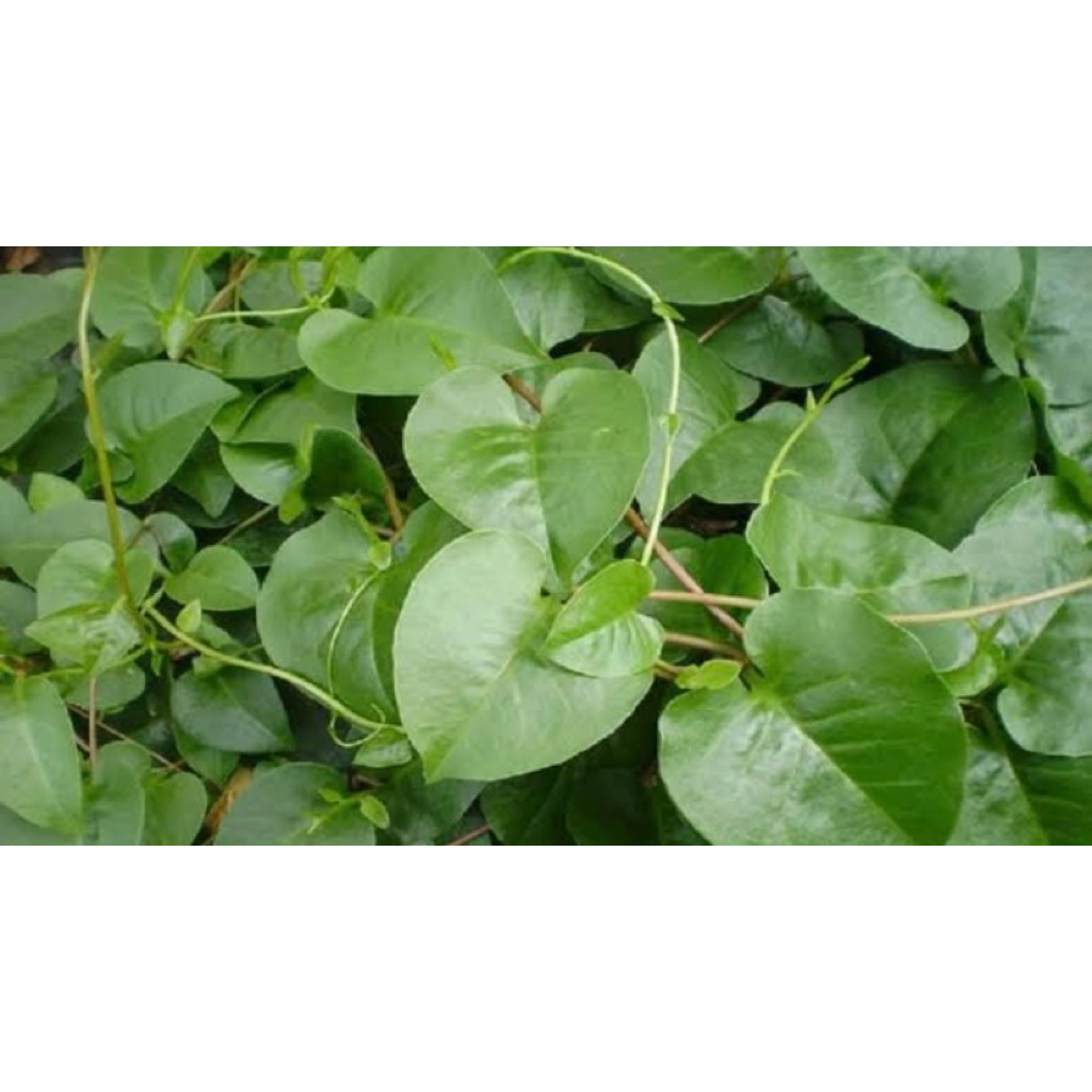 

Daun binahong segar pres alami petik langsung paket per 500grm