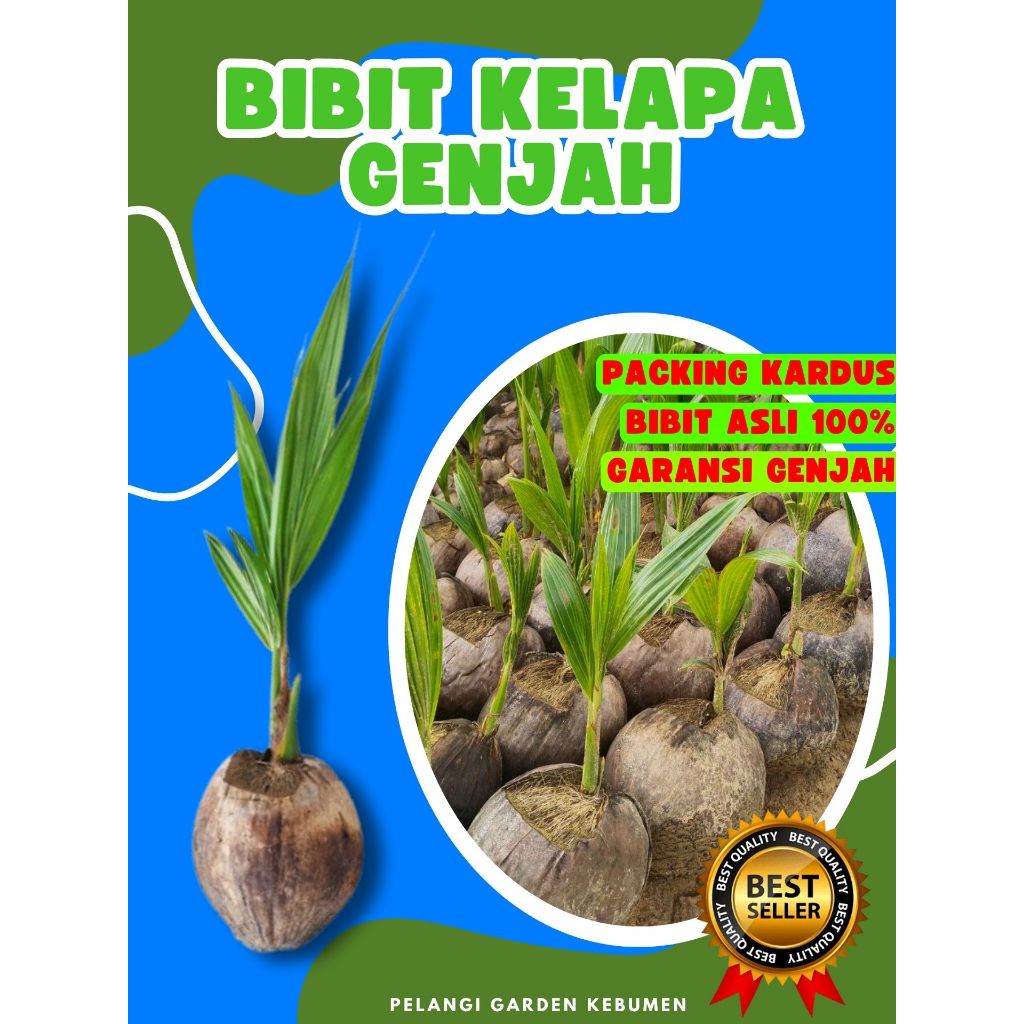 LANGSUNG PETANI..! Bibit Kelapa Genjah Pendek, Bibit Kelapa Genjah Entok
