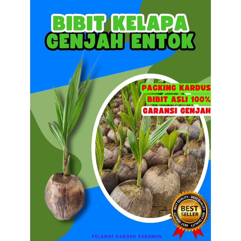 CEPAT BERBUAH.. Bibit Kelapa Hijau, Bibit Kelapa Hibrida Hijau Jumbo