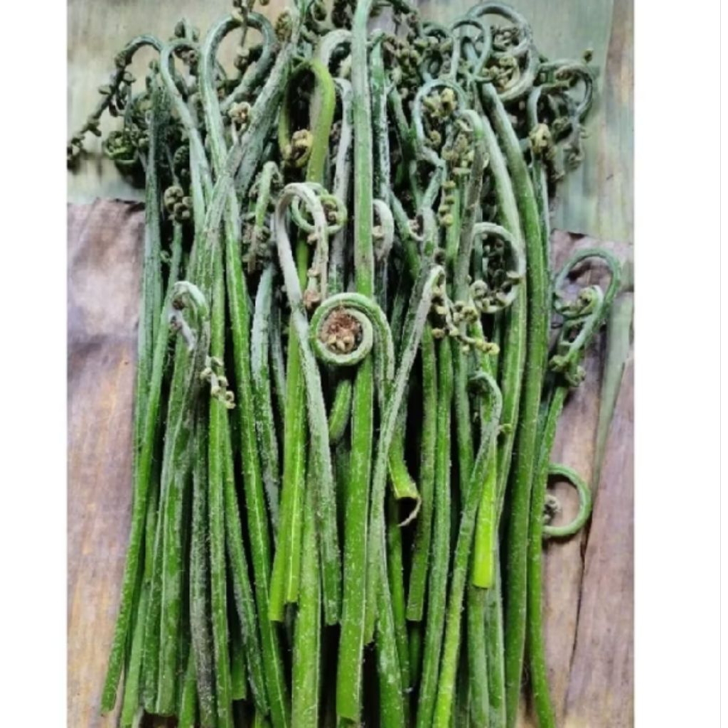 

pakis sayur masih segar