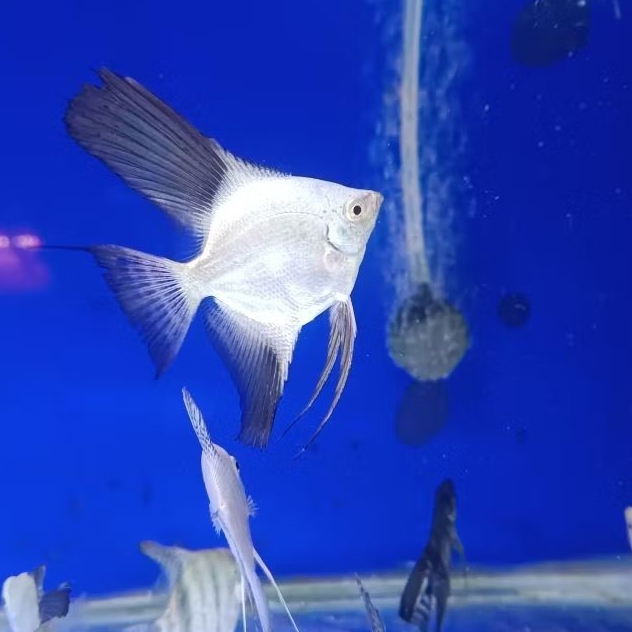 Ikan hias manfish BSP dewasa