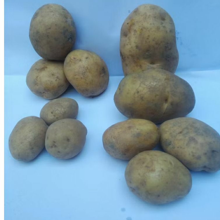 

Kentang Dieng Wonosobo