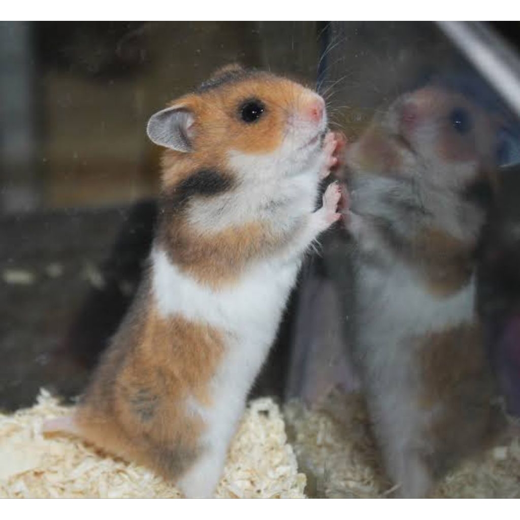 Hamster Syirian Short Hair (DEWASA)