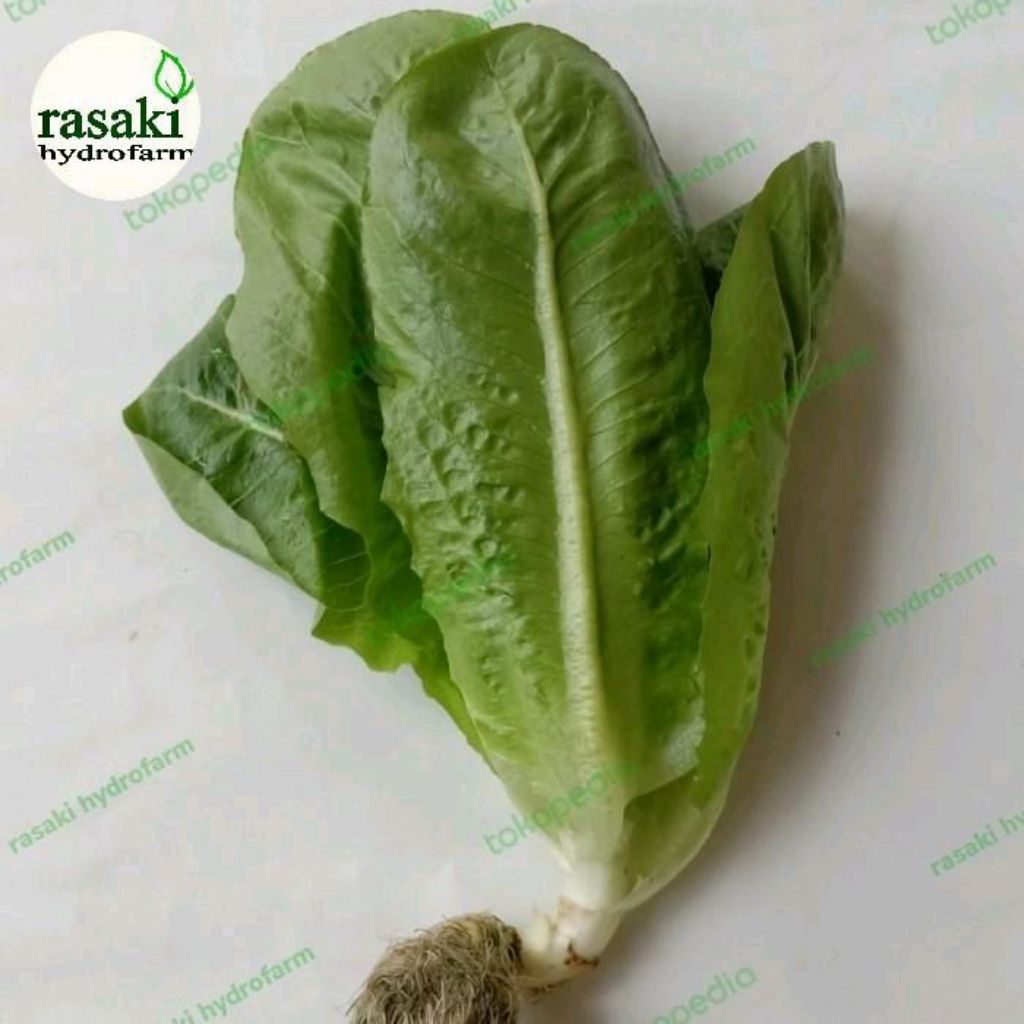 

selada romain hydroponik hidroponik 250gr