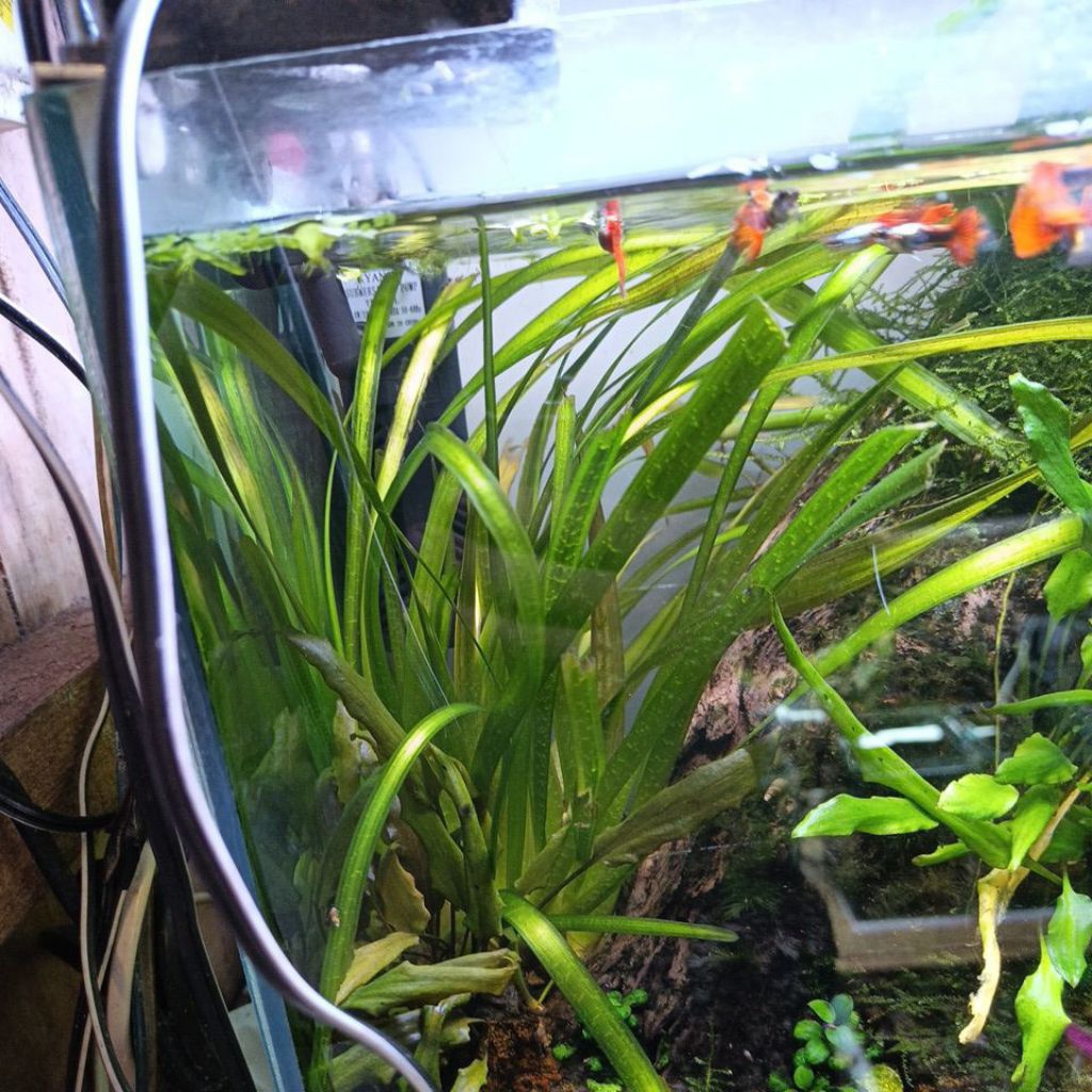 Tanaman aquascape tanpa Co2 Valesnaria Ginantera