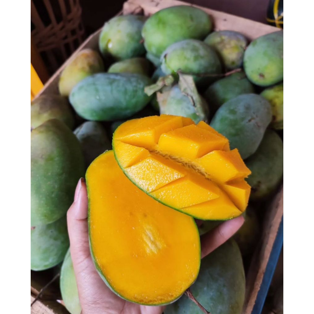 1 KG MANGGA GADUNG MATANG FRESH JUAL MANGGA GADUNG MALANG MURAH GRATIS ONGKIR