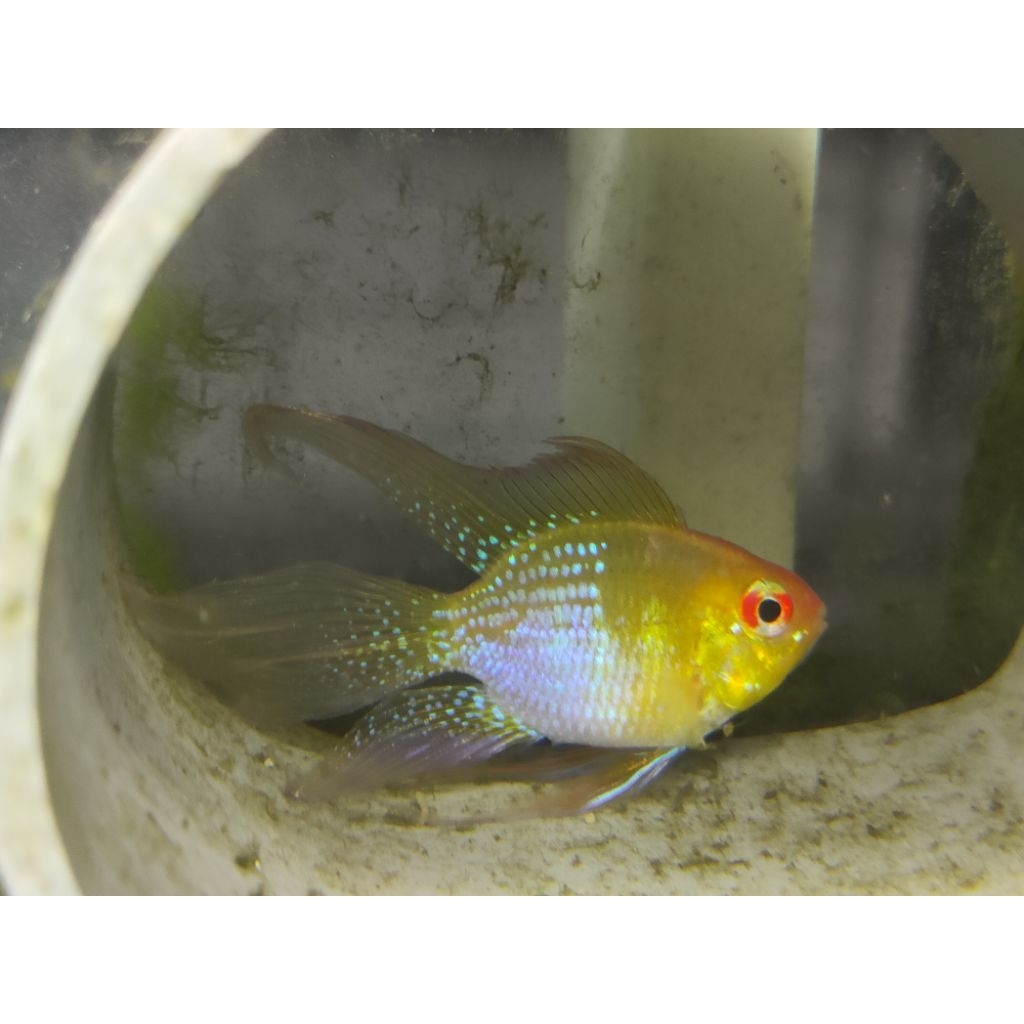 Ramirezi Golden fish ( Sepasang indukan )