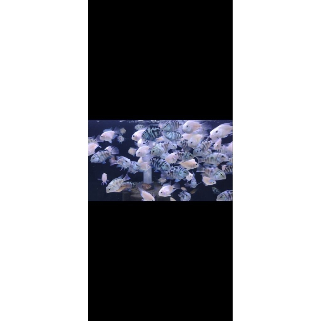 blue polar dan white polar