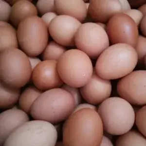 

TELOR NEGERI 1 KG
