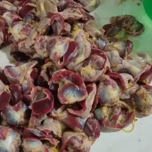 

AMPELA KAMPUNG 1pcs