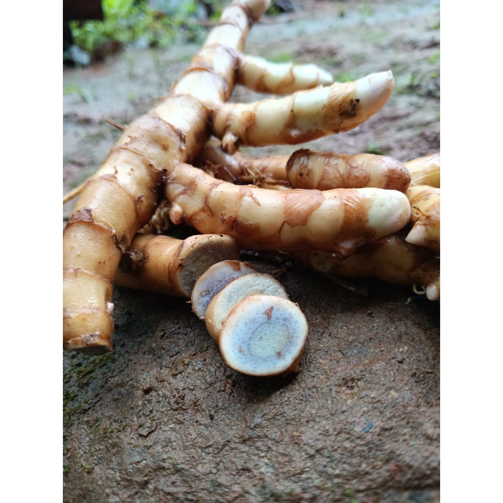 

Kunyit hitam/temu ireng 1kg