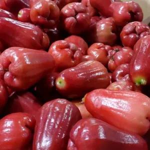 

buah jambu air citra 500g