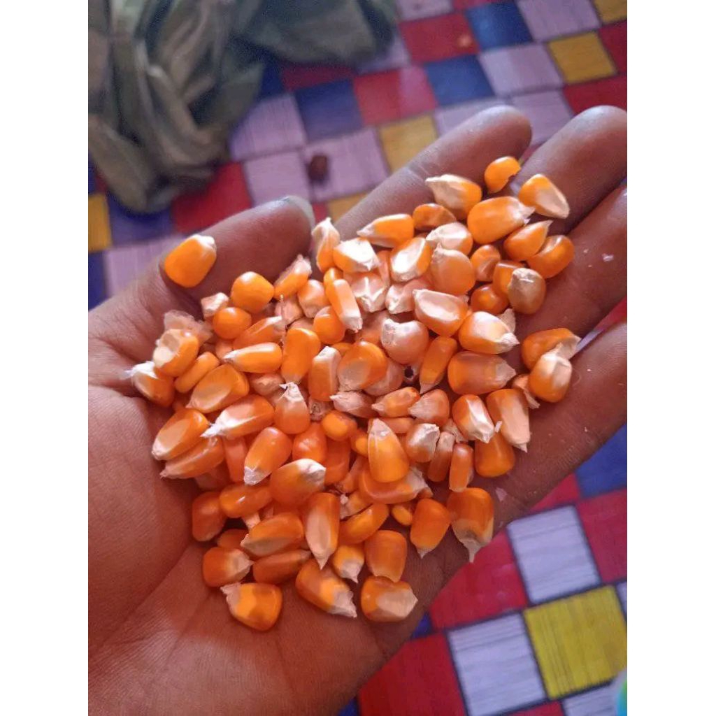 

BENIH JAGUNG SUMO SAKTI SUPER UNGGULAN KOKOH 300 BIJI