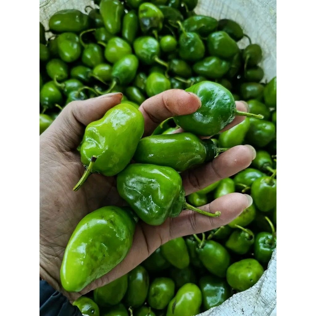 

cabe gendot segar berat 500g