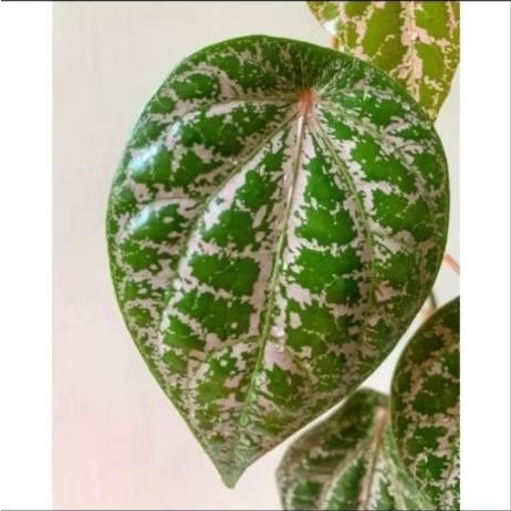 Tanaman Sirih Merah Herbal Tanaman Sirih Merah