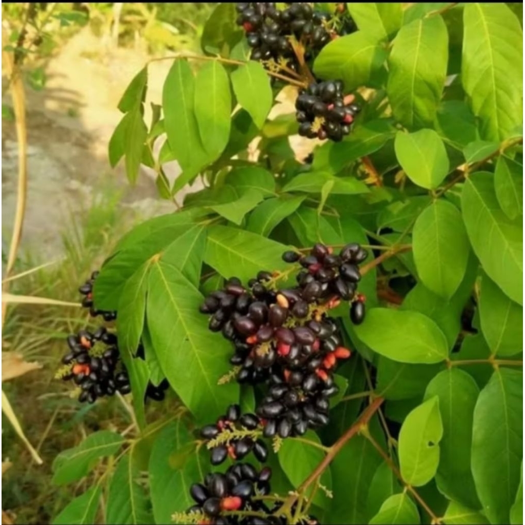 

Daun katilayu/klayu segar 250gram