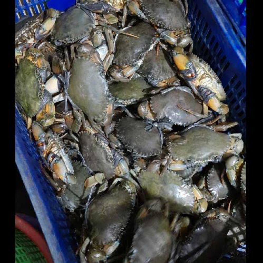 

Kepiting bakau hidup segar/ kepiting hidup bakau segar fresh