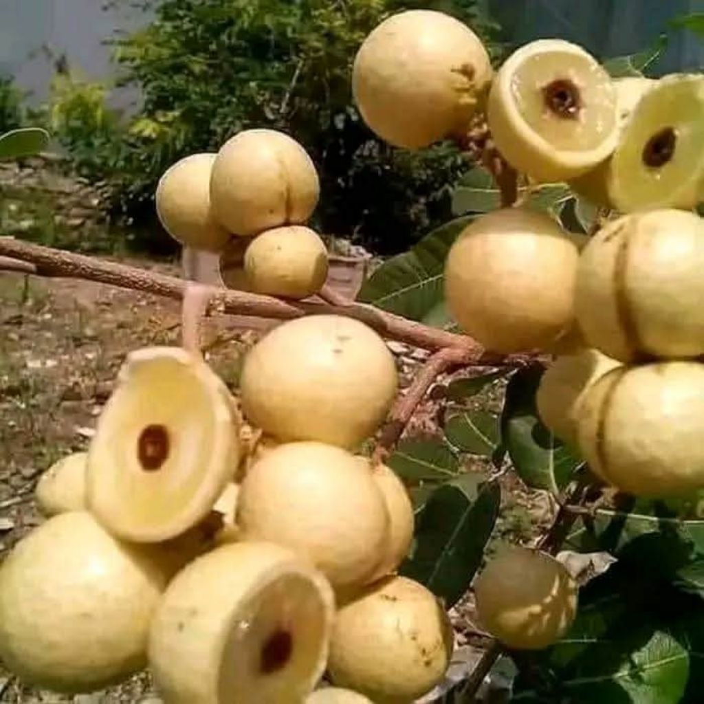 

bibit kelengkeng matalada cpt berbuah