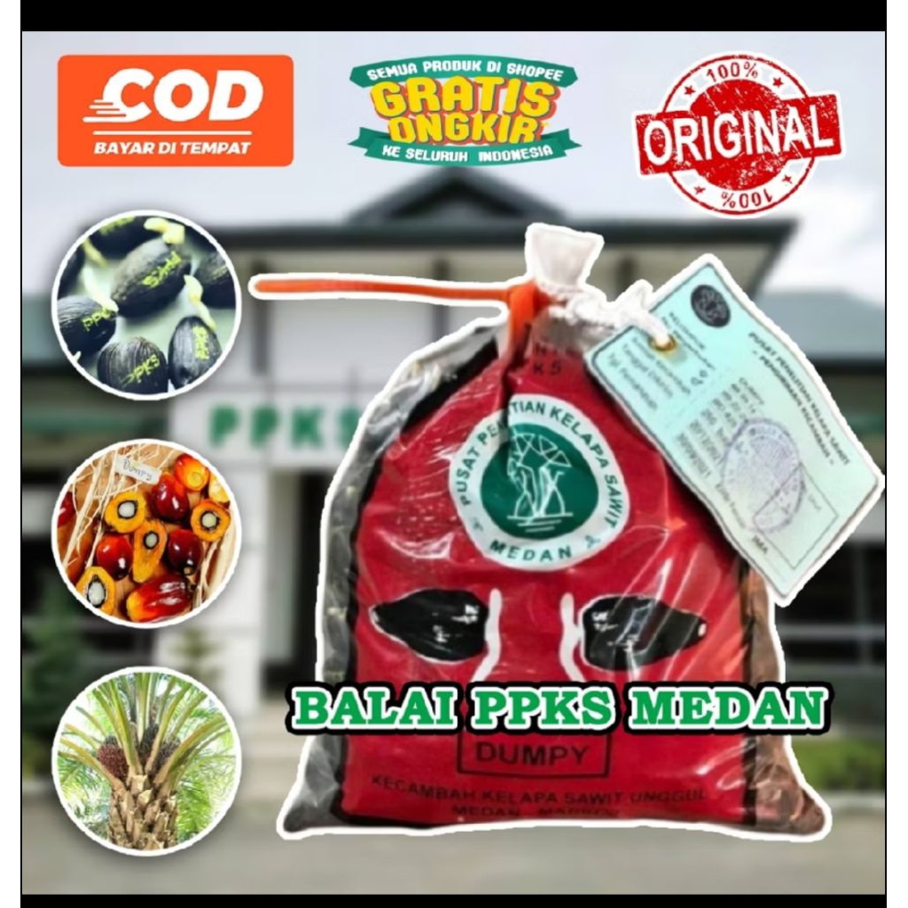 bibit benih kecambah sawit marihat unggul