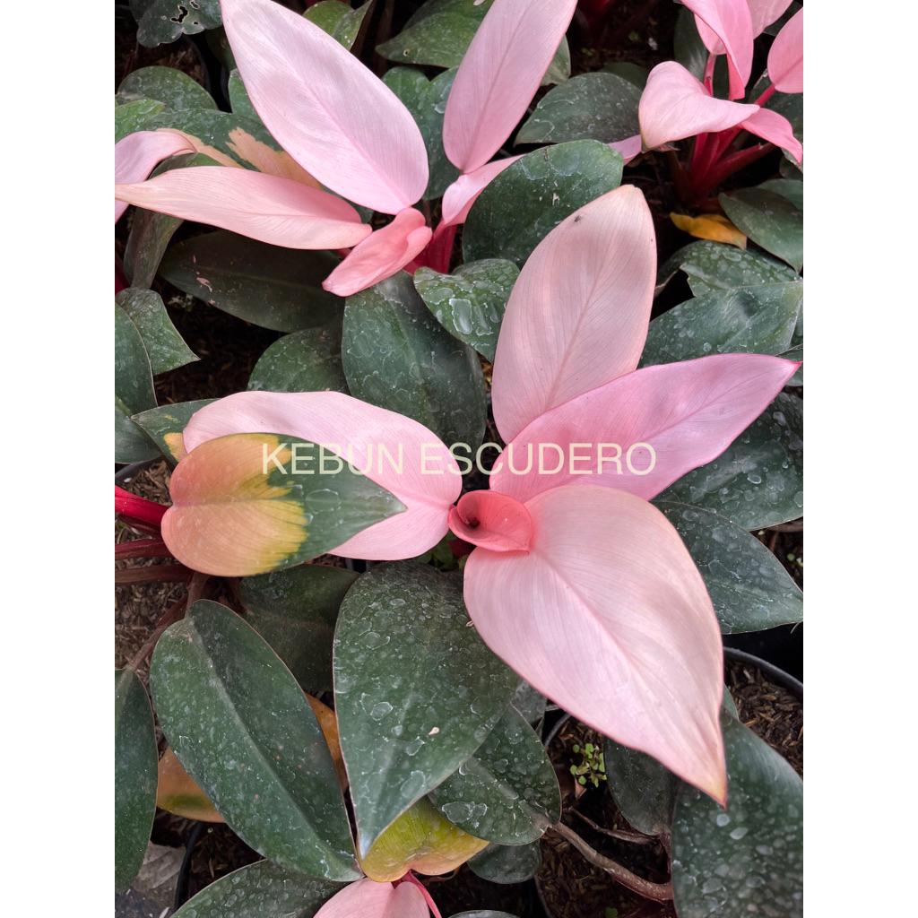 Tanaman Hias Philodendron Pink Congo Varigata - Pink Congo - Philodendron Pink