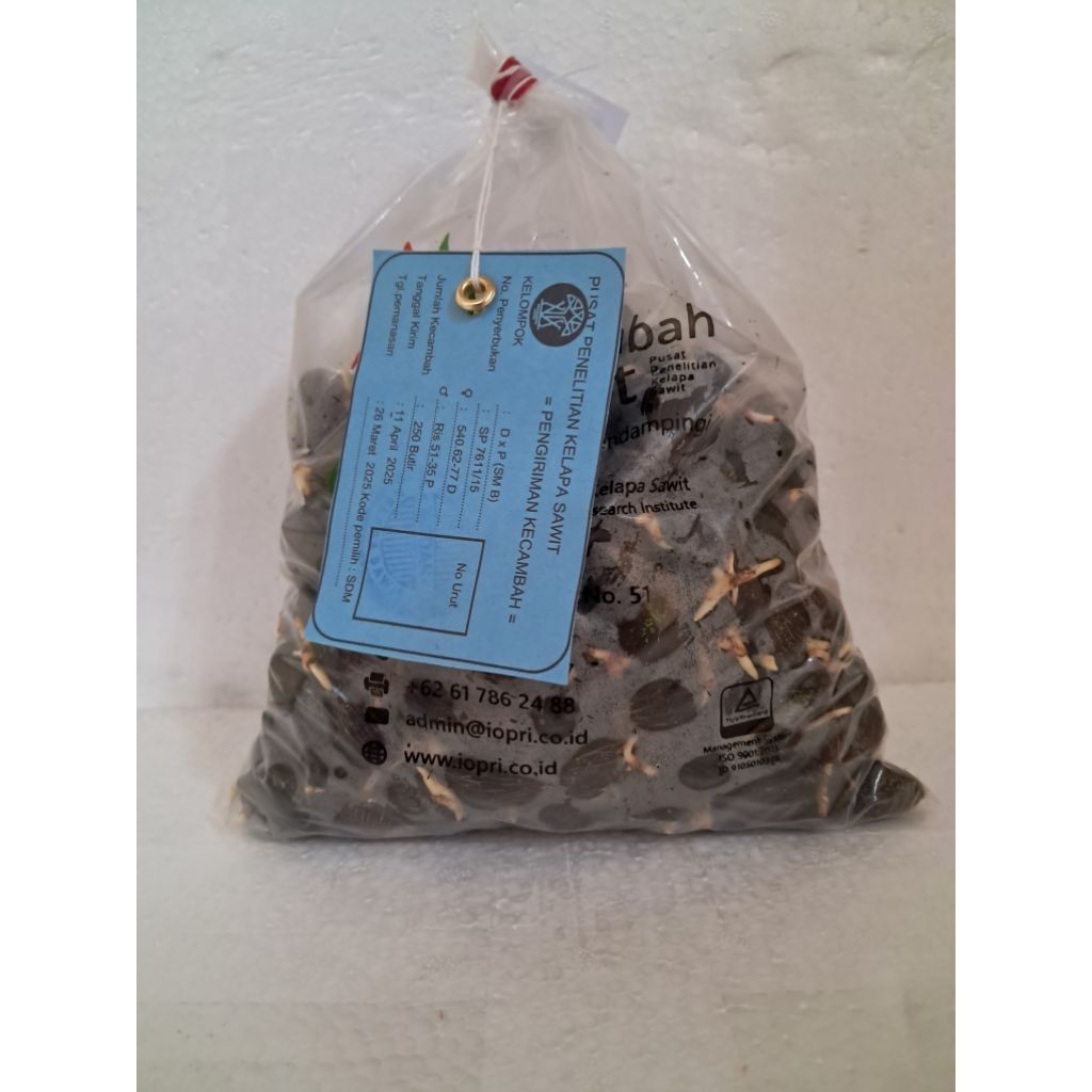 (TERLARIS NO.1) PPKS DxP 718 | Bibit Benih  Kecambah Kelapa Sawit Unggul | 250 Butir | COD