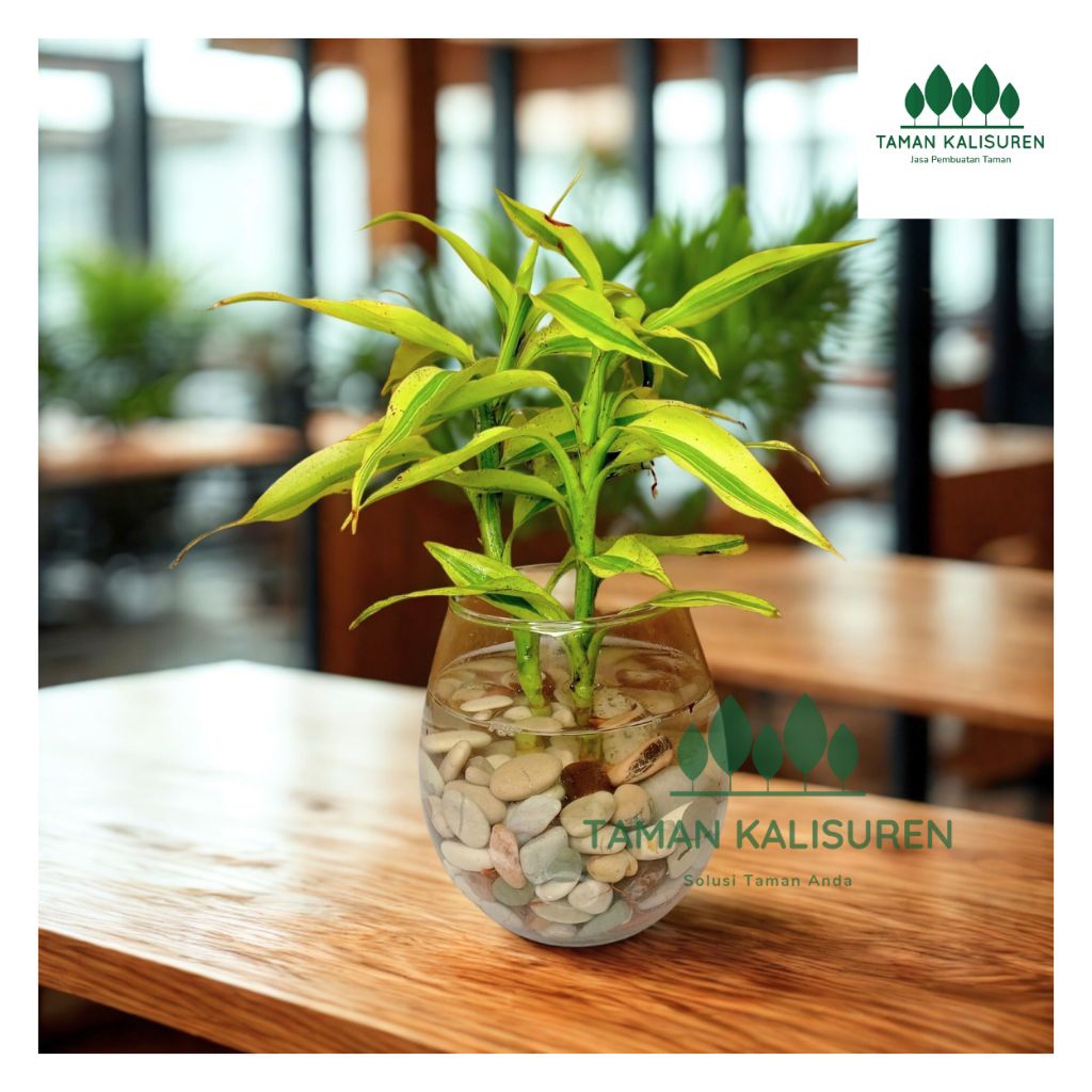 _Adudushop Paket Bambu Hoki Golden / Kuning Asli Hidup + Vasquarium Mini Hiasan Cantik & Unikcocok