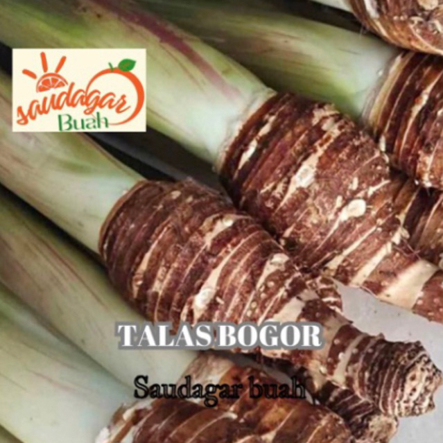 

TALAS BOGOR TALAS KETAN TALAS PULEN