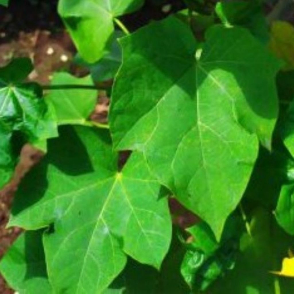 

Daun jarak herbal alami untuk kesehatan lambung dan gula darah 250 gr