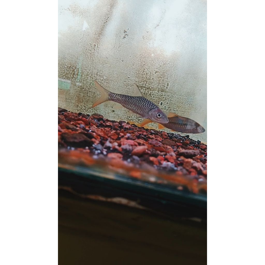 Golden Masheer Tor Puttitora Nepal 8-10cm