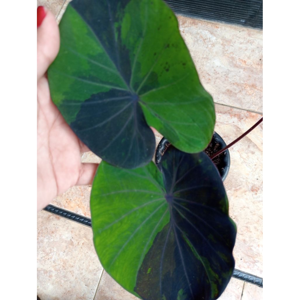 colocasia hybrid midnight