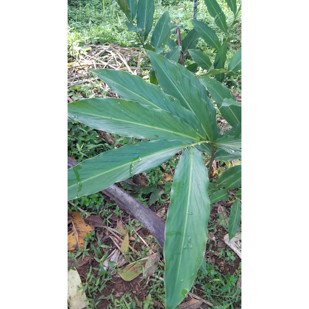 

deun kdpulaga 50 lembar