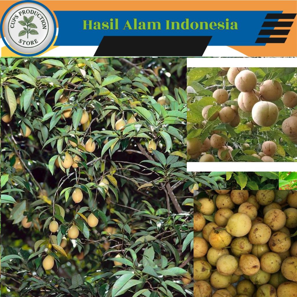 

Buah PALA Segar Muda/Tua 1 Kg Fresh Langsung Petik