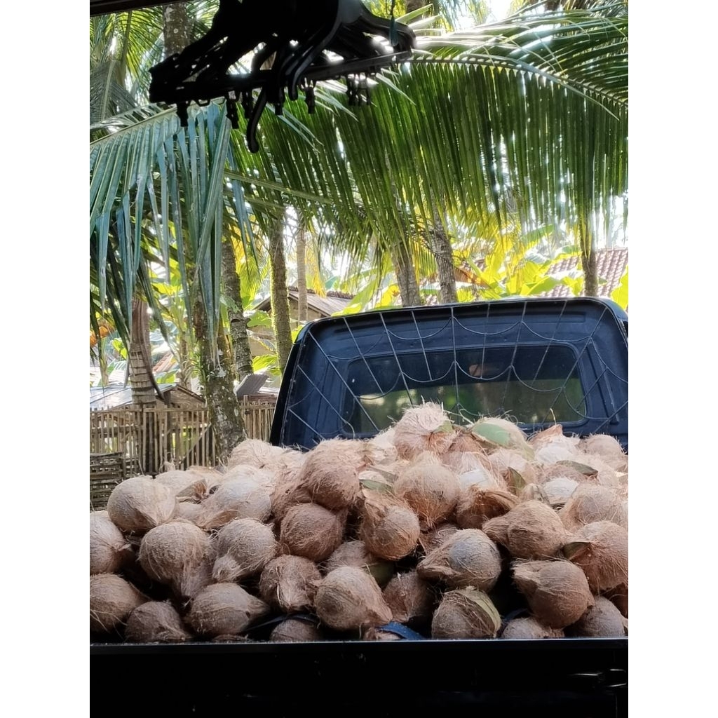 

kelapa tua murah