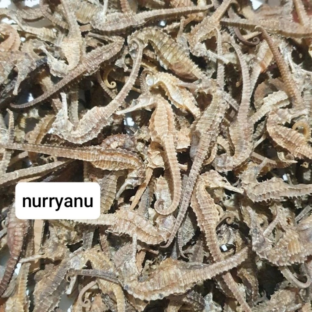 

Kuda Laut Ukuran 3_5 cm