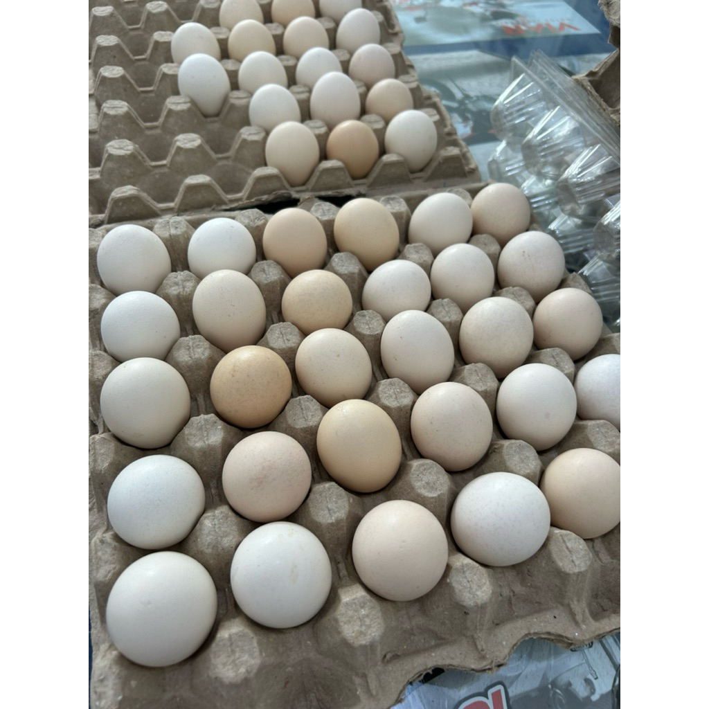 

(1 TRAY/ ISI 30 TELUR) Telur Ayam Kampung Omega 100% ORGANIK, DARI PETERNAKAN LANGSUNG