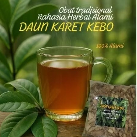 

Daun Karet Kebo Kering (50 Gram) 100% Alami Siap Seduh