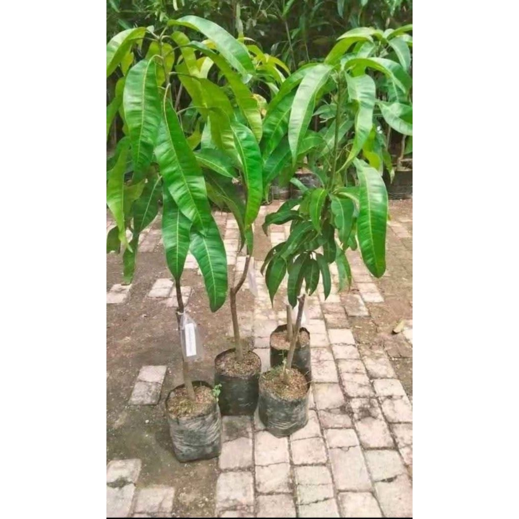 bibit mangga cangkok cepat berbuah
