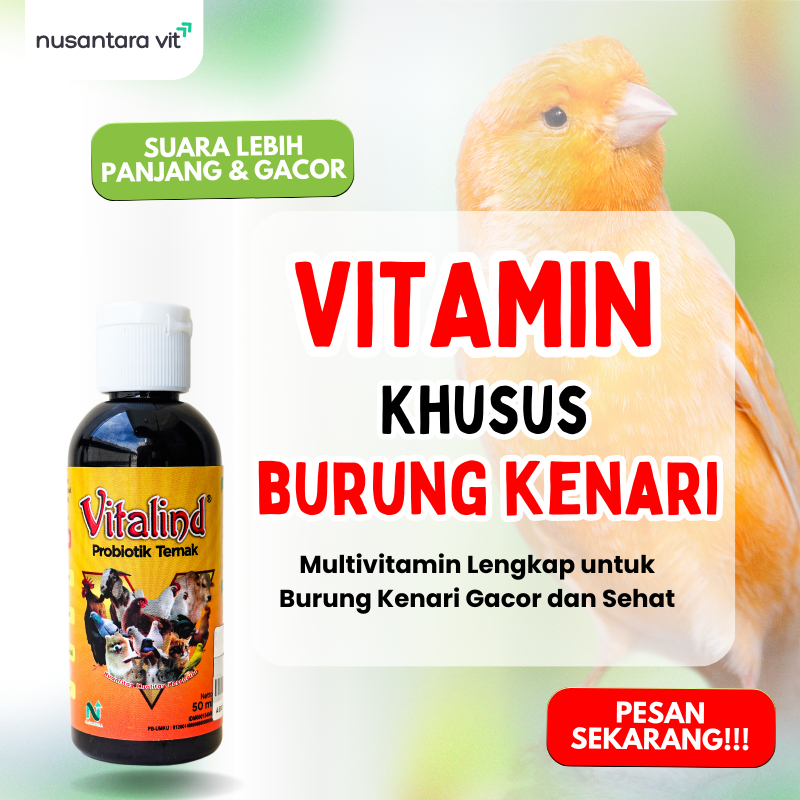 Vitamin Burung Gacor & Sehat Kenari | Vitamin Kenari, Penggacor Burung, Suplemen Harian Burung Kenar