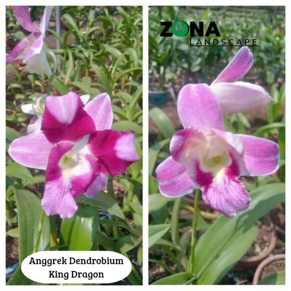 Bunga Anggrek Dendrobium King Dragon(+Pot Tanah Liat & Media) Anggrek Dendro Import