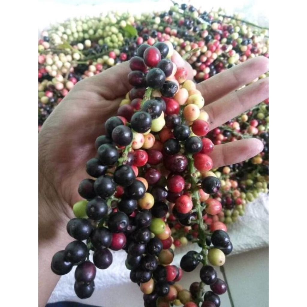 Bibit Buah Buni | Buah Wuni | Pohon Buni Hasil Cangkok