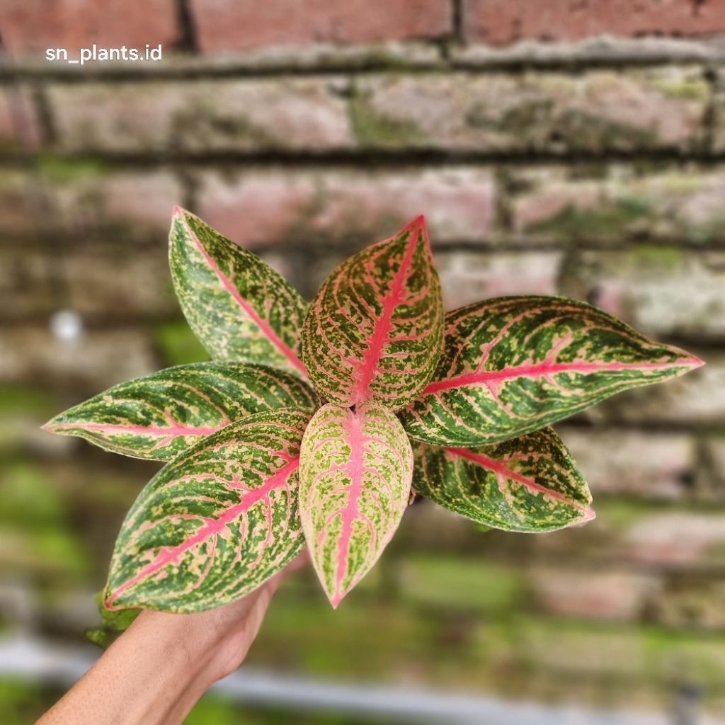 tanaman hias aglonema widuri lilin/widuri purba.(TANLOK)