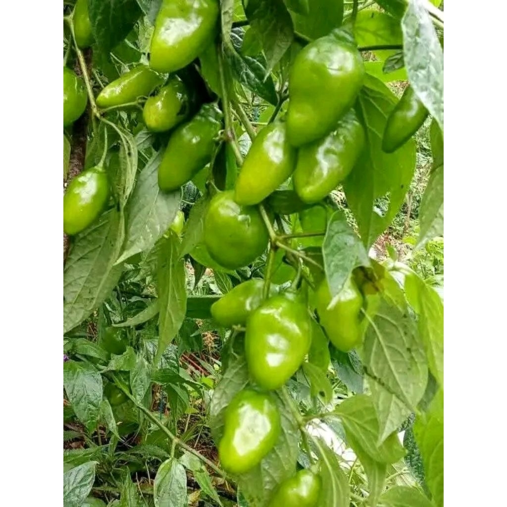 

cabe gendot asli pangalengan berat 1kg