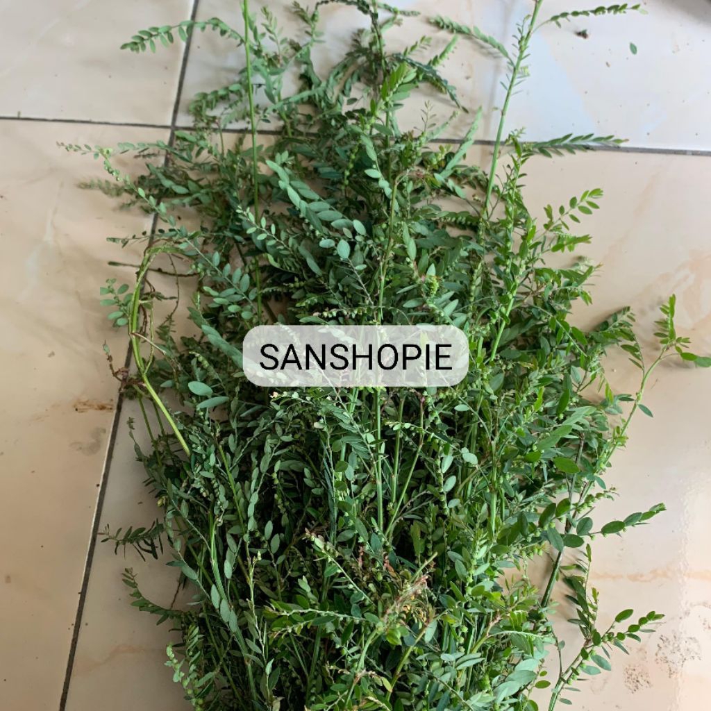 

Daun meniran segar segar 500 gram - Organik