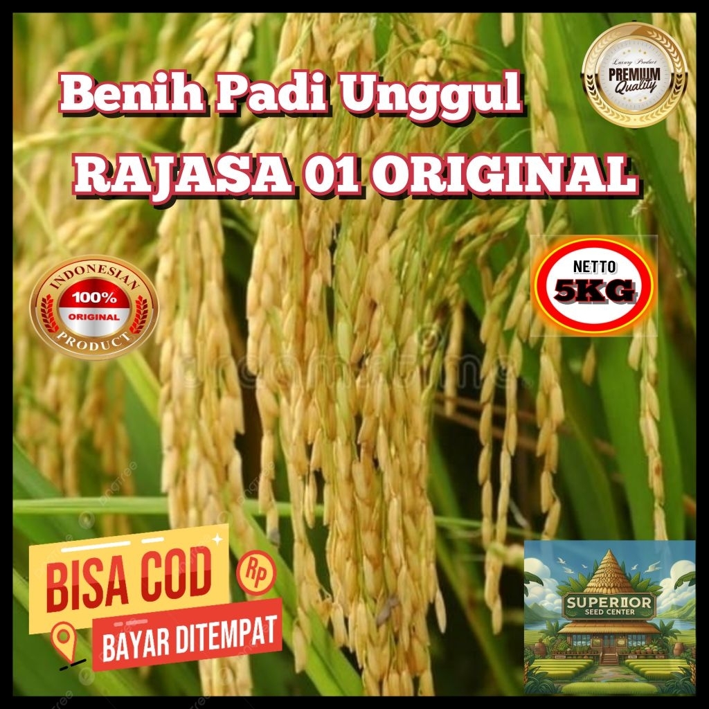 (5KG) Benih Padi RAJASA 01 ORIGINAL Bibit Padi Super Unggul Berkualitas