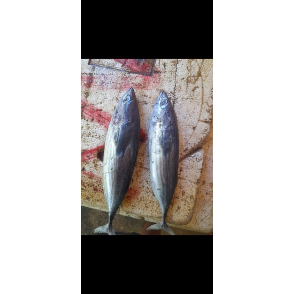 

ikan cakalang segar 1kg