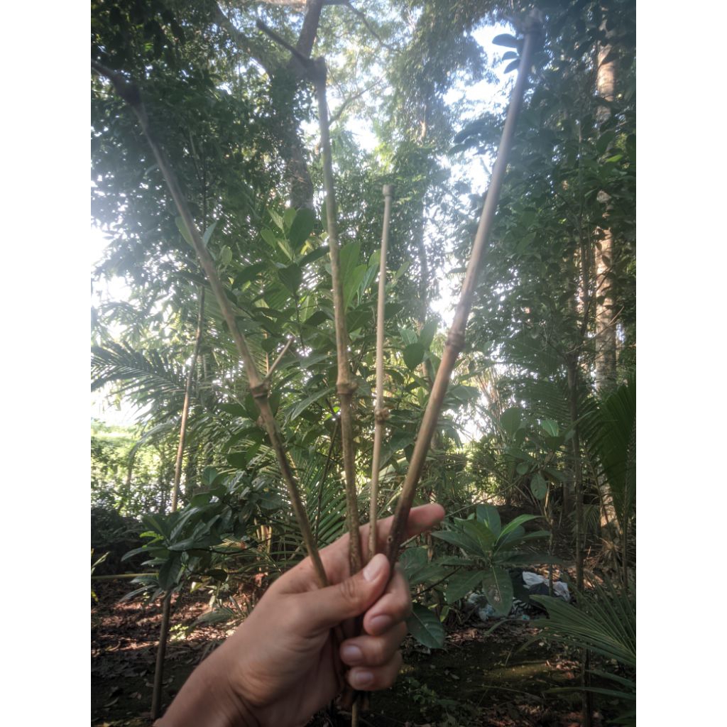 

carang atau ranting bambu per 20 cm