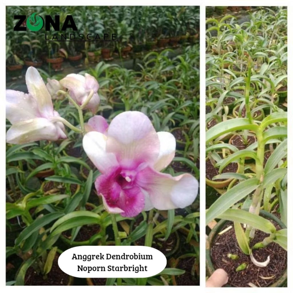 Bunga Anggrek Dendeobium Noporn Starbright (+Pot Tanah Liat & Media) Anggrek Dendro Import