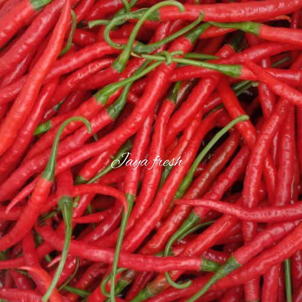 

Cabai Merah Keriting Fresh Kualitas Super 1Kg
